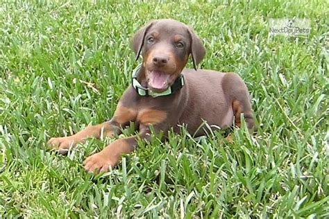 doberman pinscher puppies for sale in louisiana